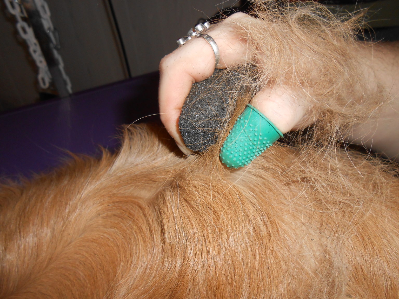 Le toilettage canin ou félin Dogs and Cats, toiletteur à Moulins